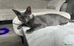 Bengal cats for sale: Two adorable Blue/Melanistic Bengal Kittens TICA  in Benfleet - Image 3