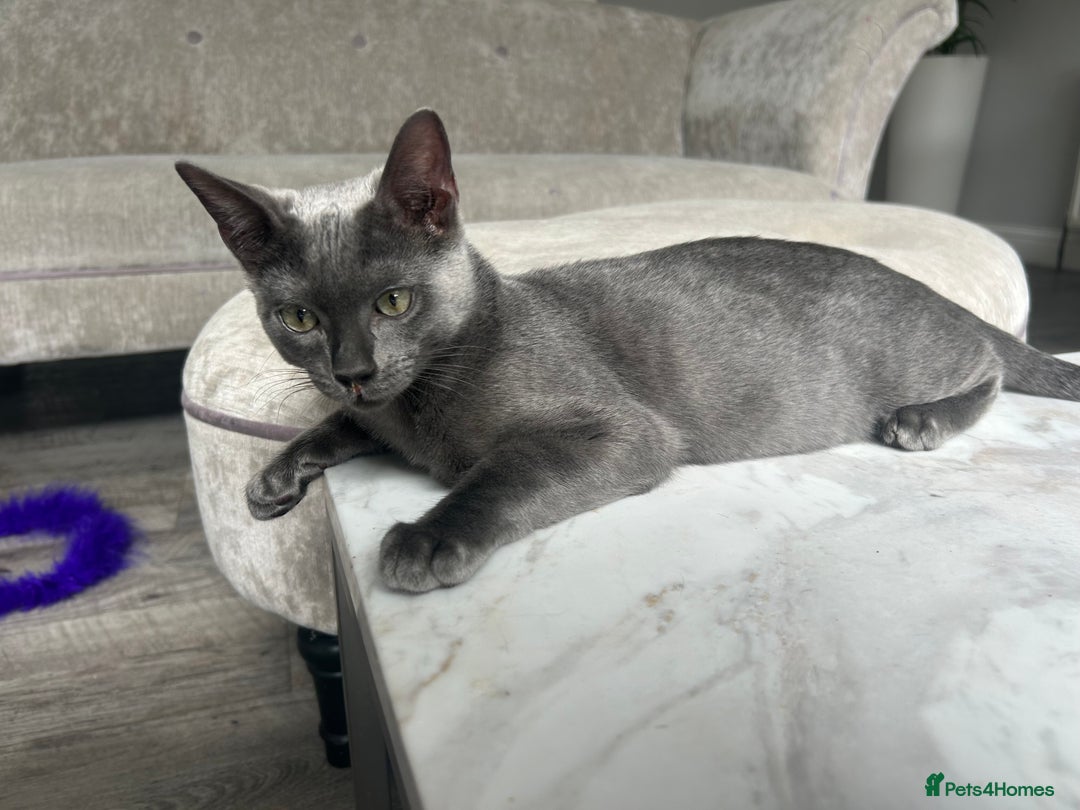 Bengal cats for sale: Two adorable Blue/Melanistic Bengal Kittens TICA  in Benfleet - Image 3