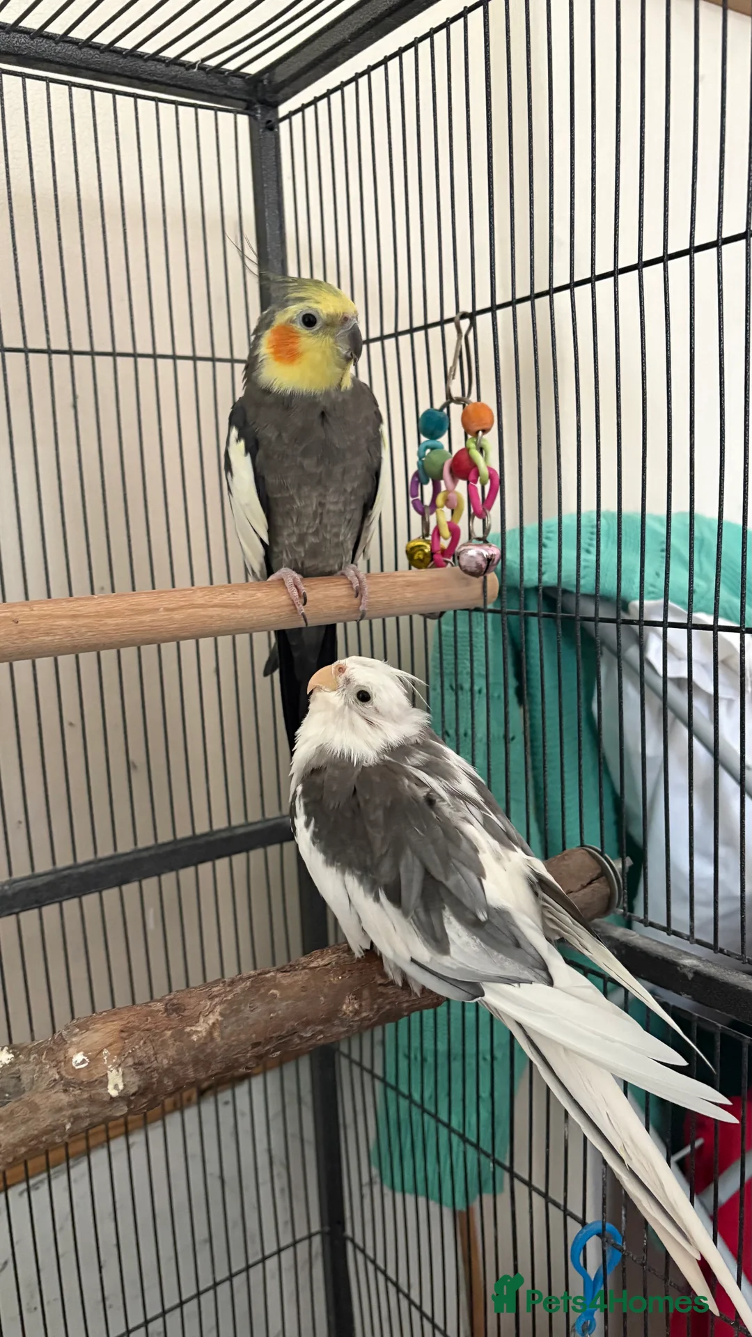 Cockatiels birds for sale: Two cockatiels available  - Advert 3