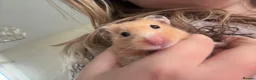 Hamster rodents for sale: two female hamsters for sale  in Newcastle upon Tyne - Advert 5
