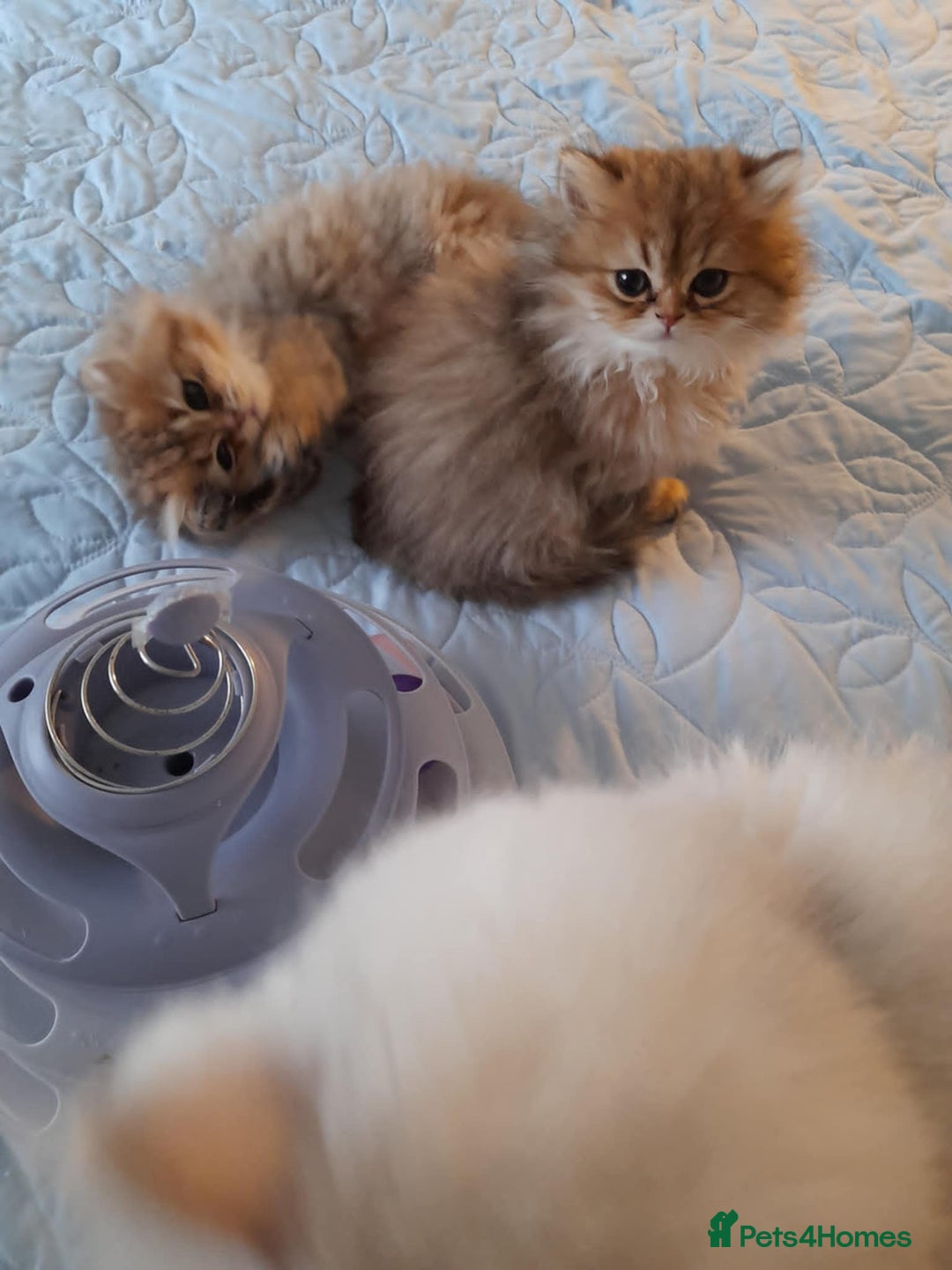 Persian cats for sale: Golden Persian Kittens for sale  - Advert 4