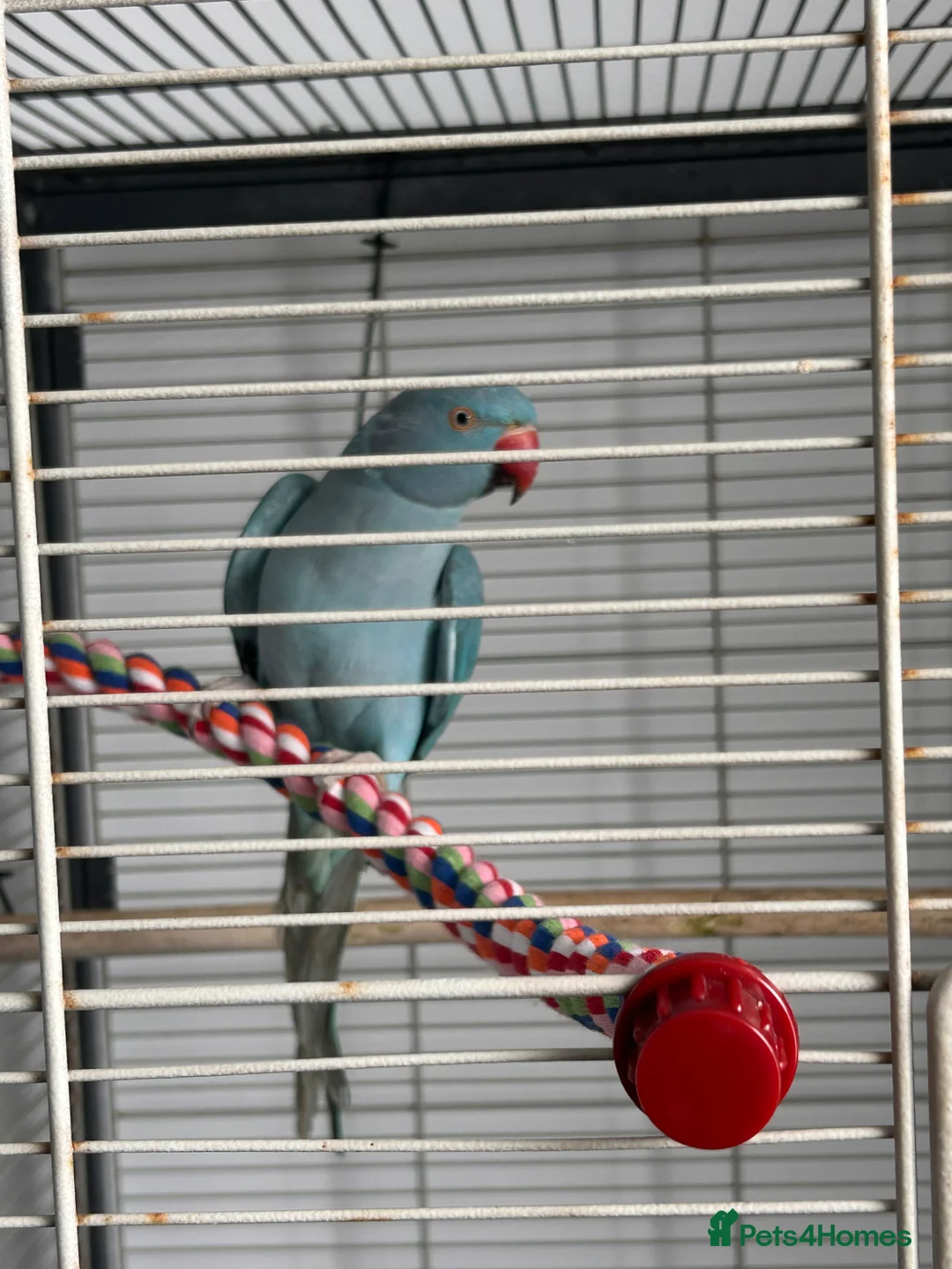 Ringnecks birds for sale: parrot  in Durham - Advert 3