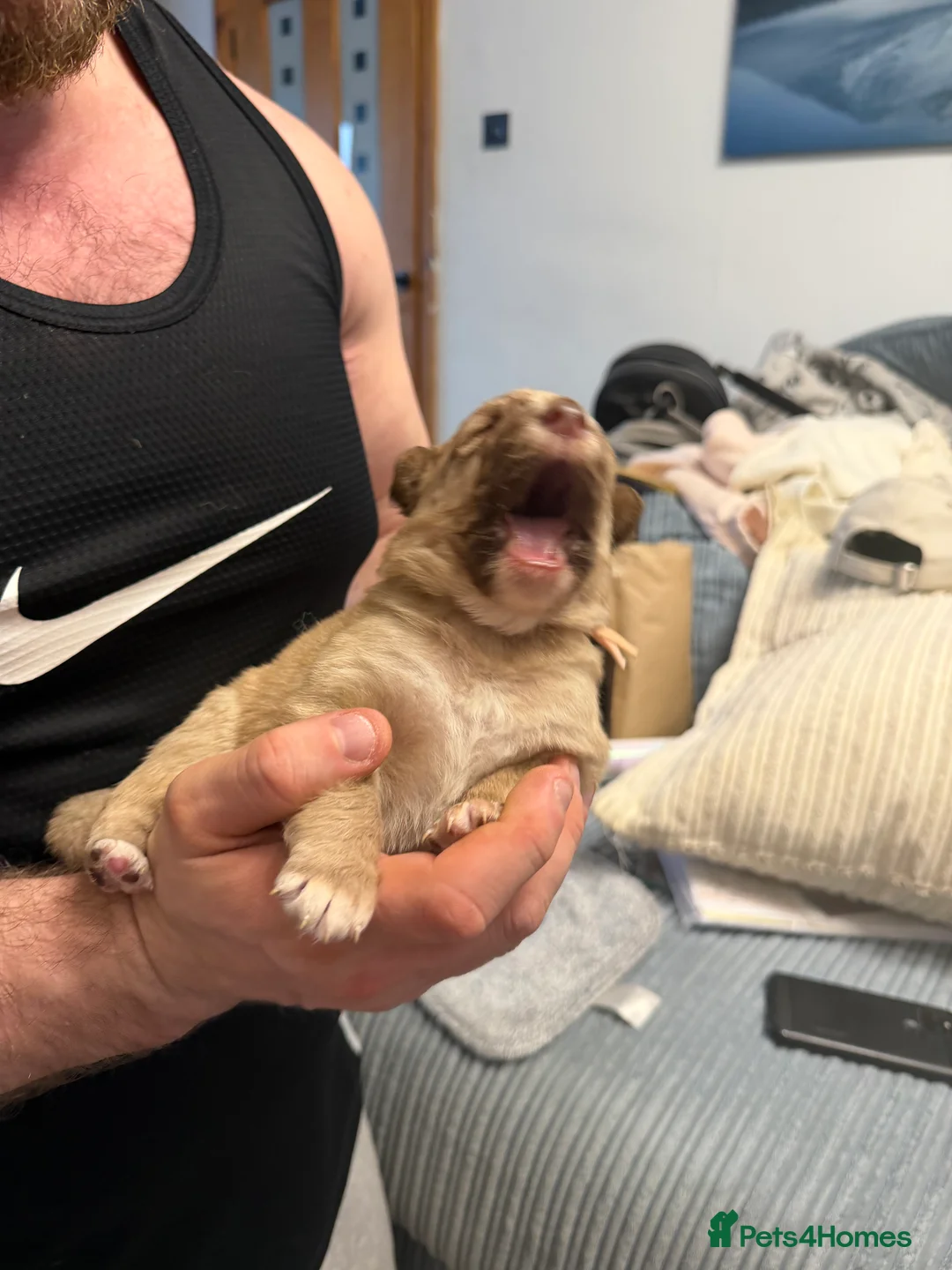 German shepherd x Border collie (Shollies) for sale in Nottingham ...