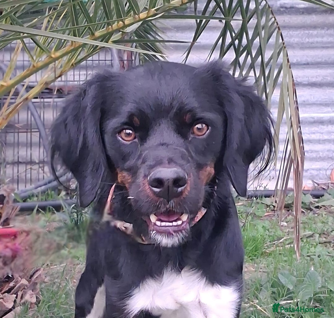 Mixed Breed dogs for adoption: Be BROODY's Best Friend.... - Advert 9