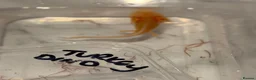Axolotl reptiles for sale: 12 Axolotls ready to go 3 months old  - Advert 19