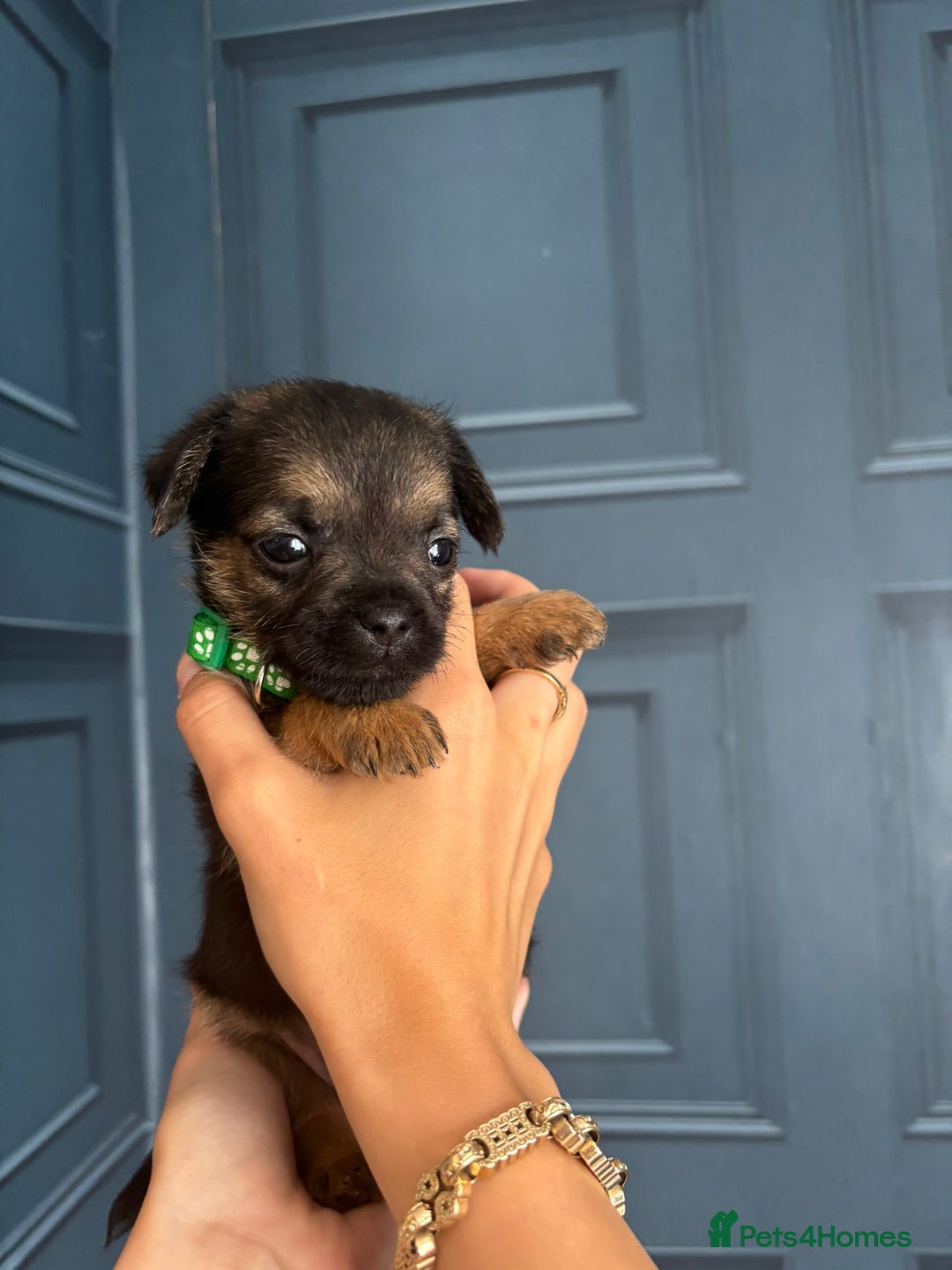 Border Terrier dogs for sale: Slem clear stunning boarder terrier puppies  - Image 24
