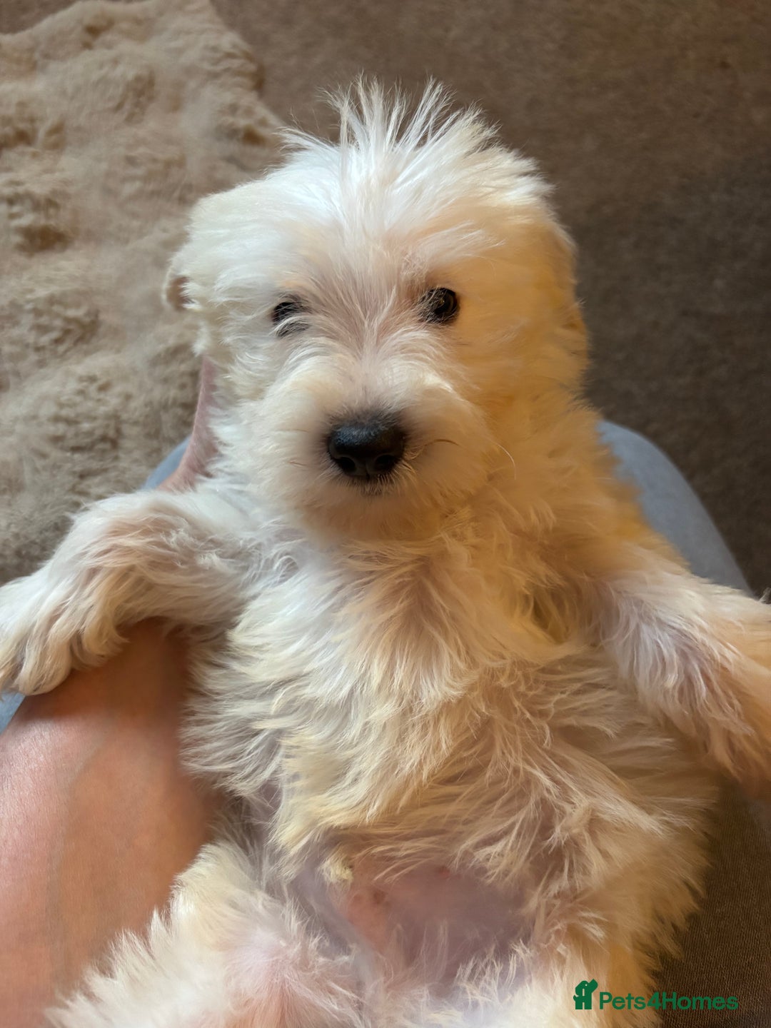 Mixed Breed dogs for sale: Truly special Schnoodle pups *unique colouring* - Advert 17
