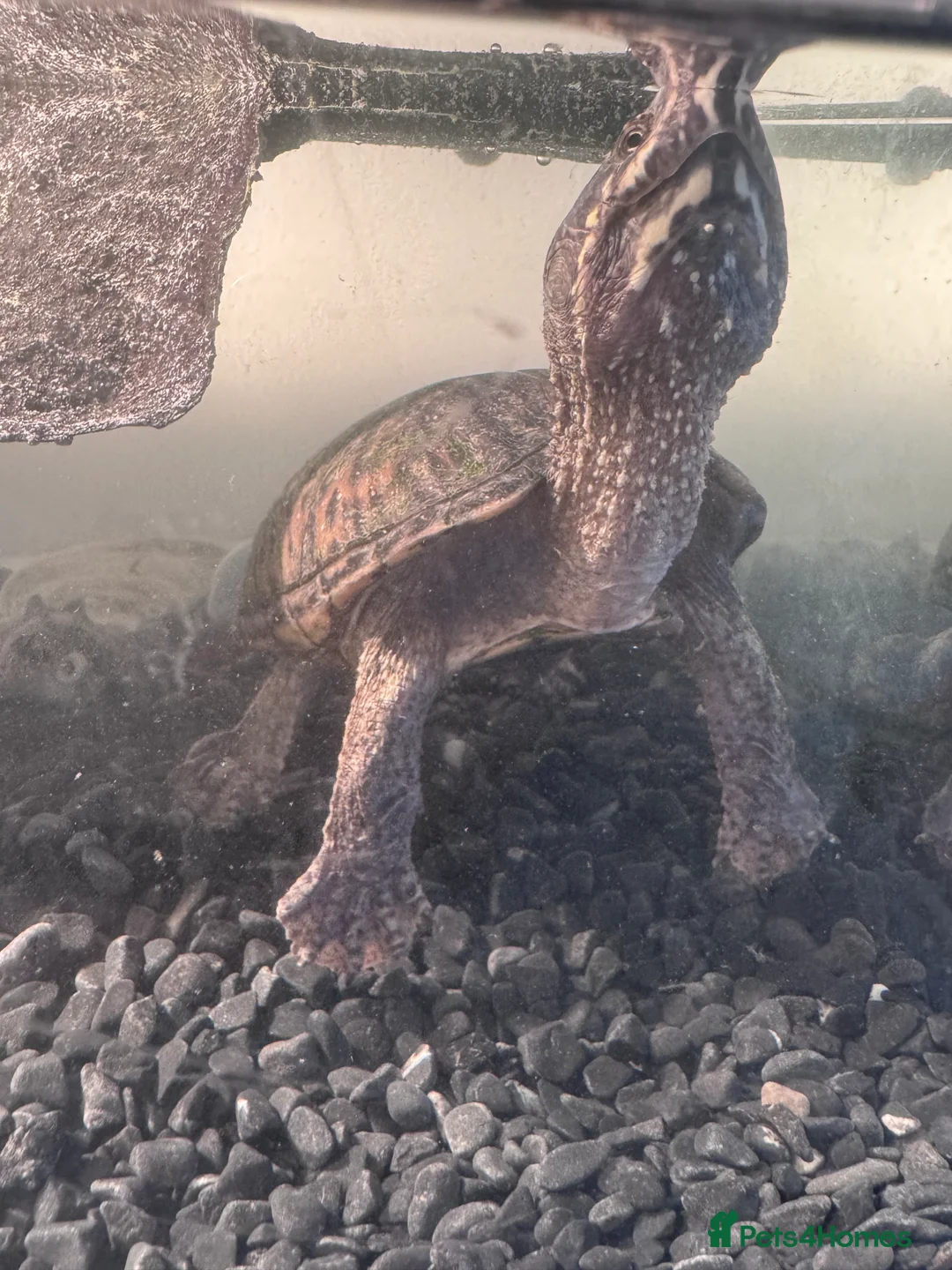 Turtle reptiles for sale: Two musk turtles - Advert 6