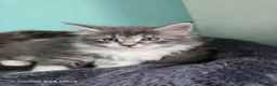Mixed Breed cats for sale: Maine Coon mixed breed - Advert 4