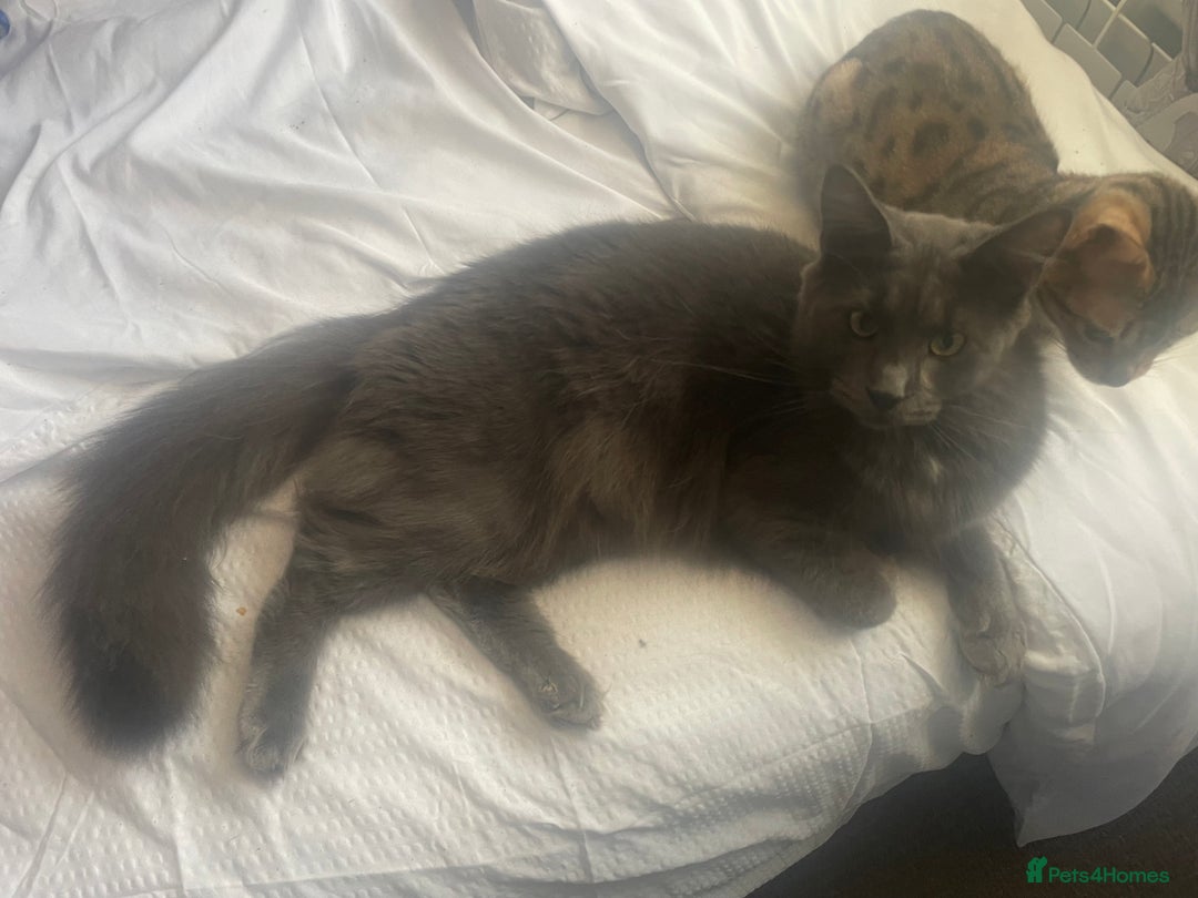 Maine Coon cats for sale: Female Maine coon  - Advert 4