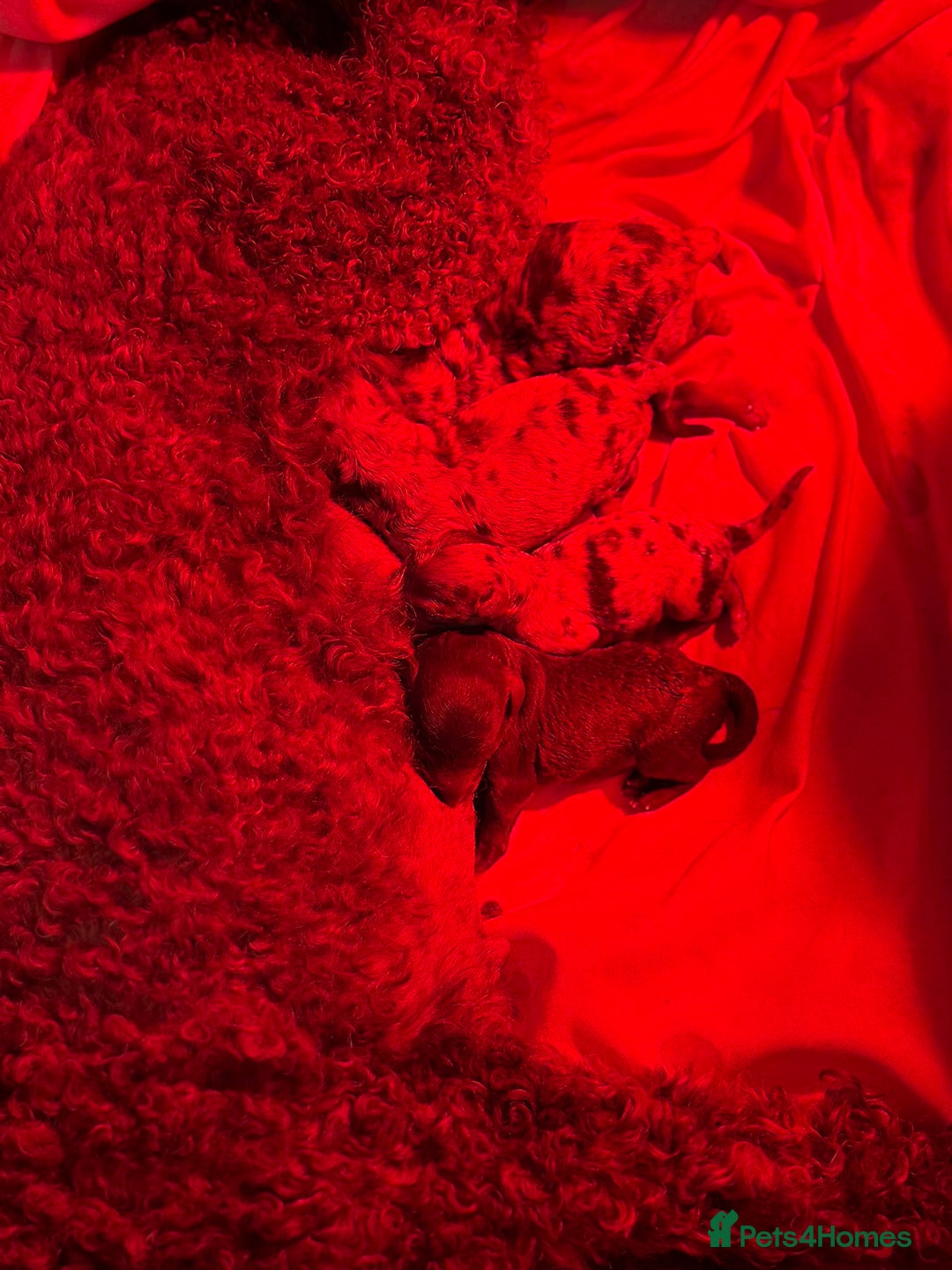 Cockapoo dogs for sale: Gorgeous Chocolate Cockapoo litter  - Advert 11