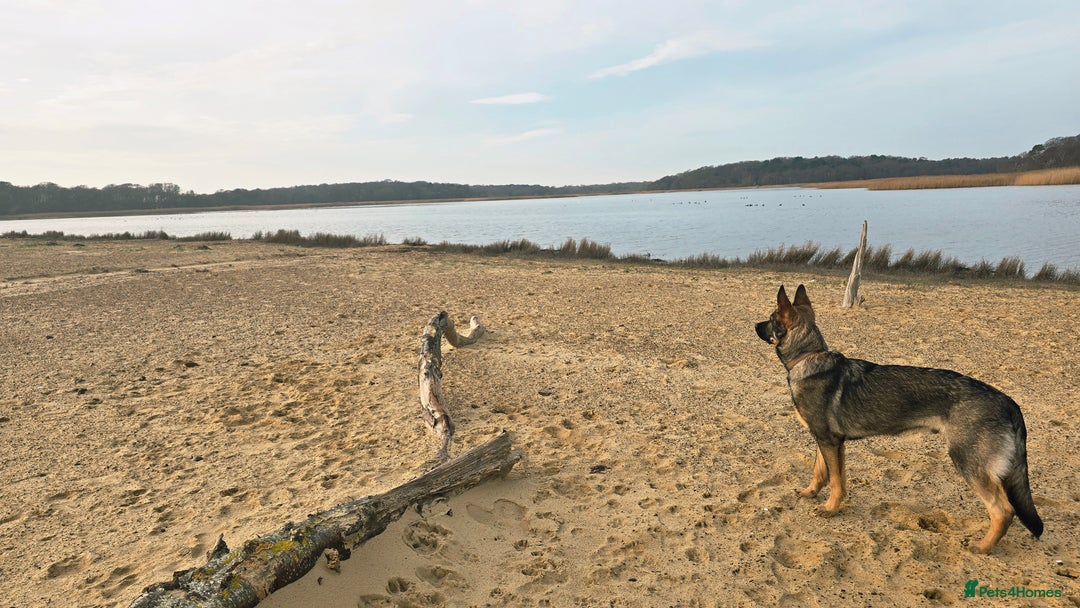 German Shepherd dogs for sale: 7 month old German Shepherd  - Advert 4