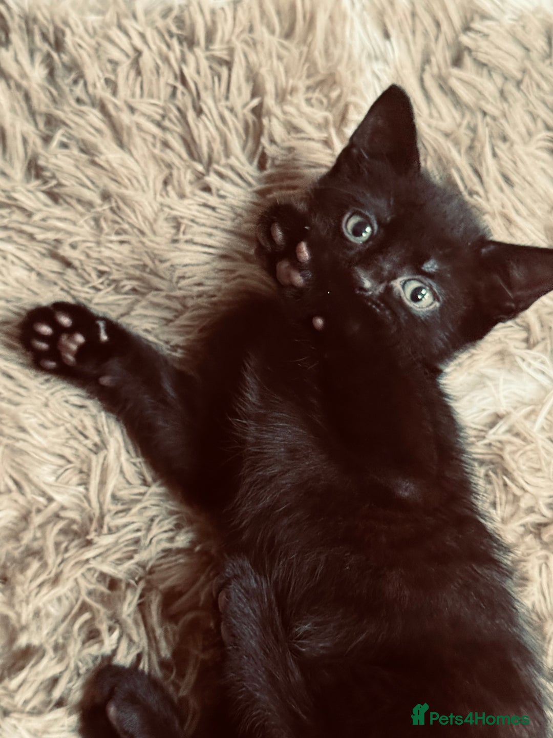 Mixed Breed cats for sale: Mixed breed kittens  - Advert 2