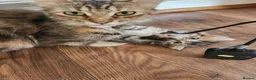 Maine Coon cats for sale: REDUCED due to buyer let down   Ginger girl  - Advert 15