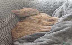 Mixed Breed cats for sale: Male ginger kitten 7 months old - Image 6