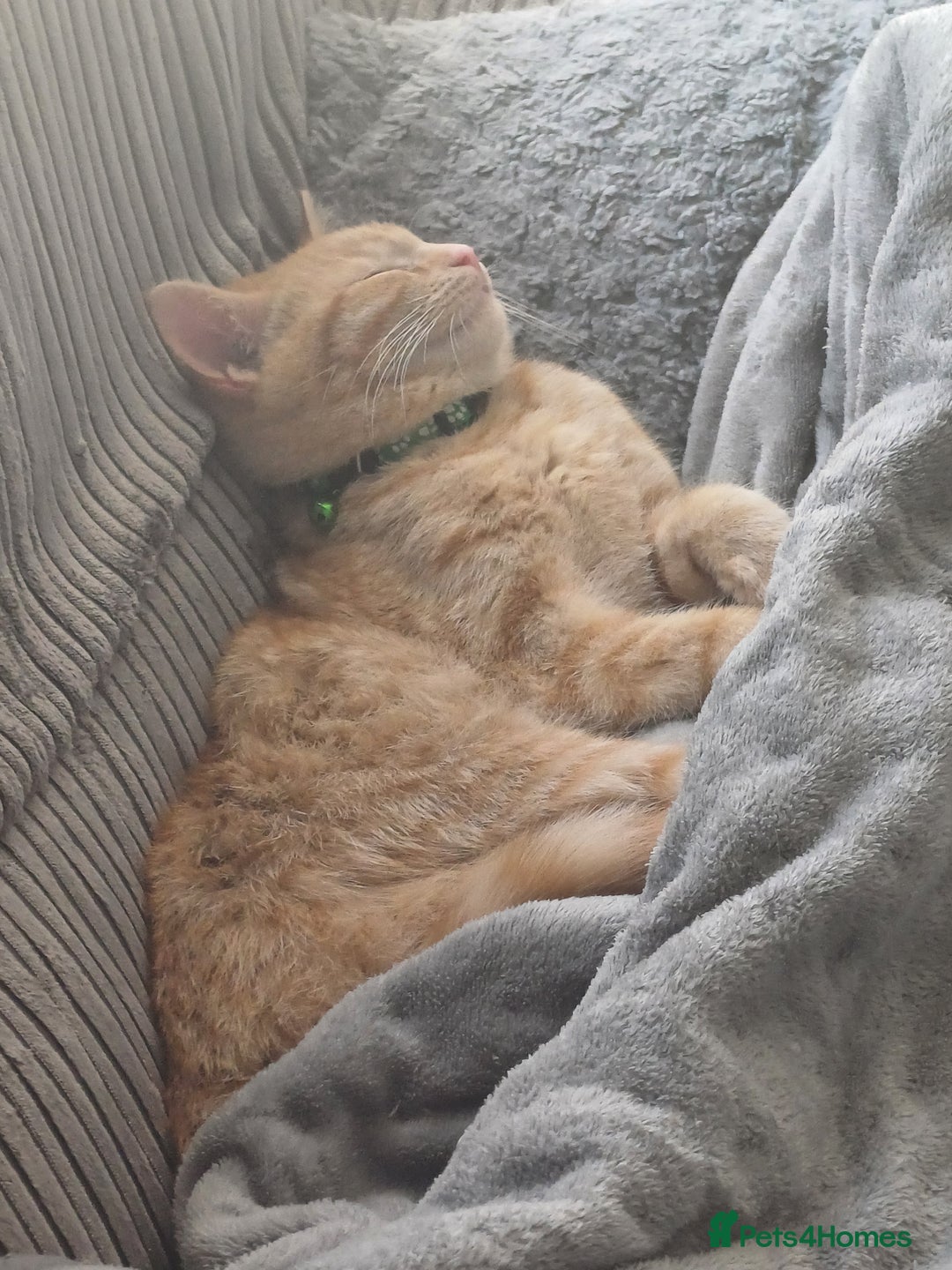 Mixed Breed cats for sale: Male ginger kitten 7 months old - Image 6