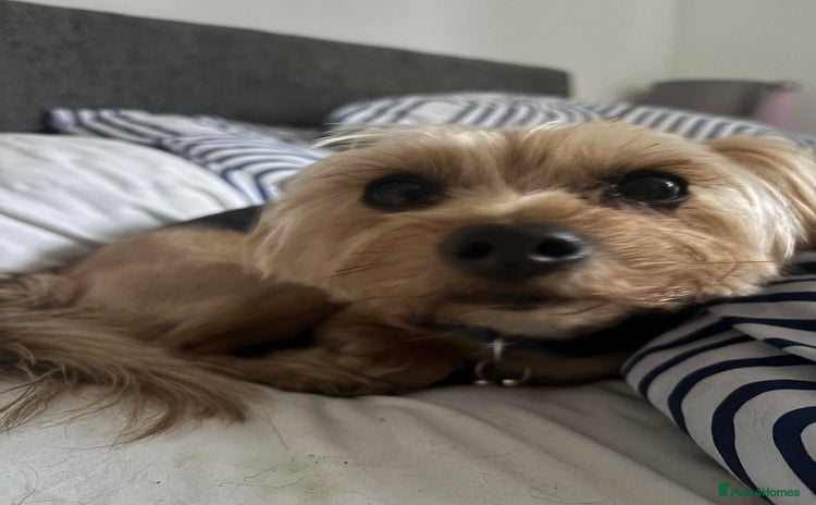 Yorkshire Terrier dogs - Advert 4