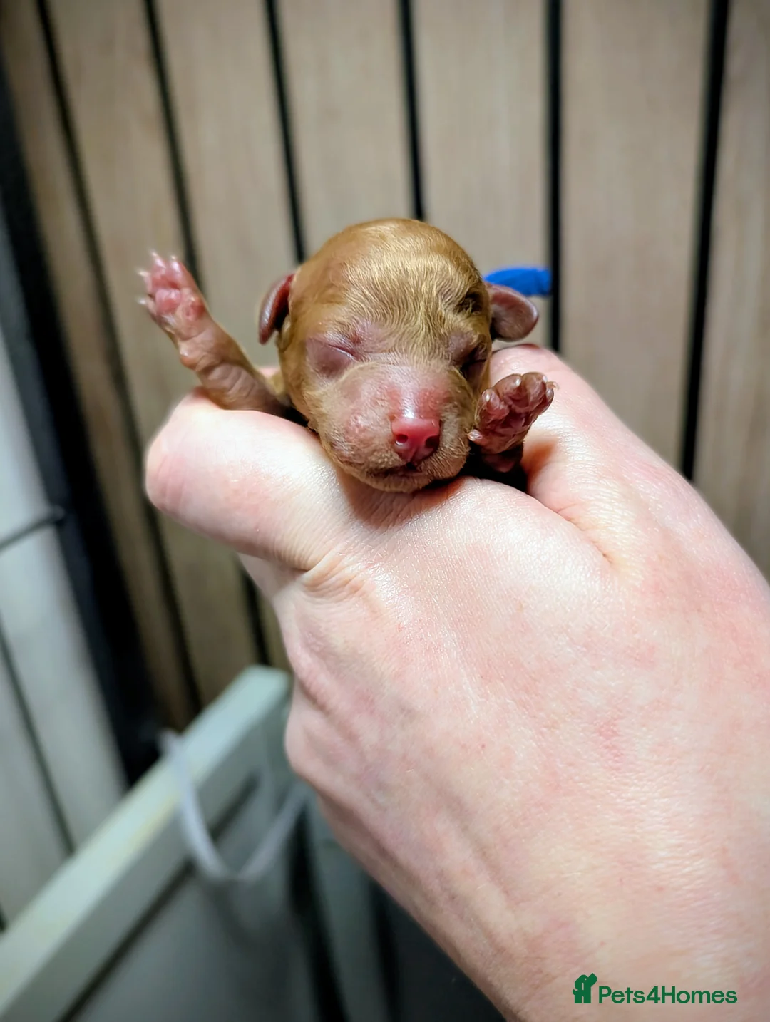 Toy Poodle dogs for sale: Gorgeous red Asian toy poodle boys - Advert 2