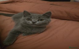 British Shorthair cats for sale: British shorthair  - Image 29