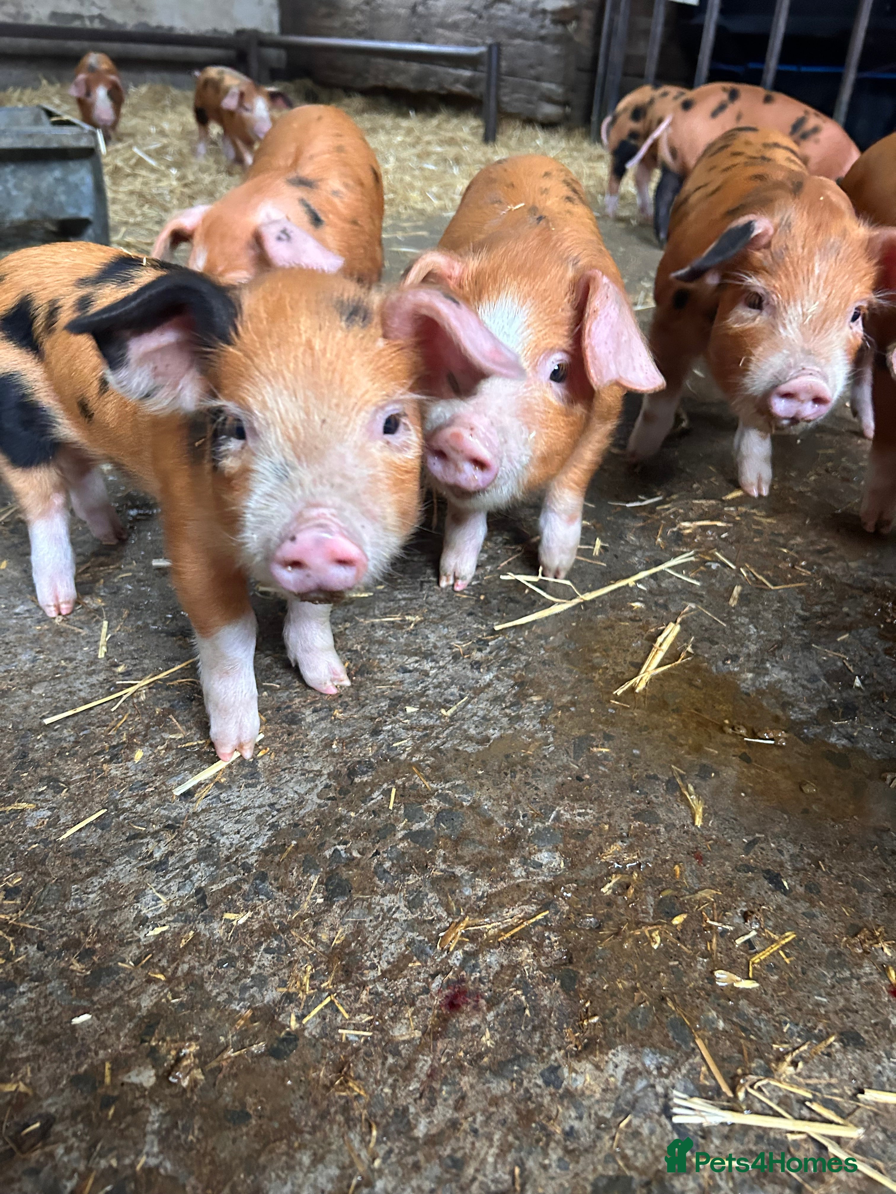 Pig livestock Oxford Sandy and Black Weaners piglets  - Advert 12