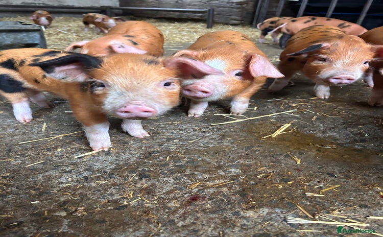 Pig livestock Oxford Sandy and Black Weaners piglets  - Advert 1