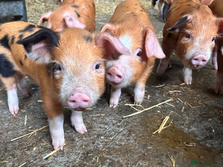 Pig livestock Oxford Sandy and Black Weaners piglets - Advert 1
