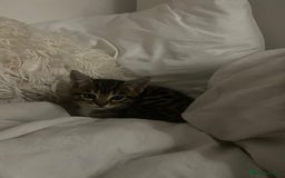 Bengal cats for sale: Bengal kittens for sale - Image 4