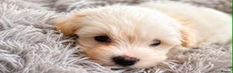 Maltese dogs for sale: 2 GIRLS Gorgeous baby Maltese  in Coventry - Advert 13