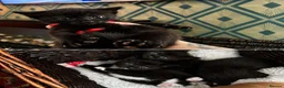 Mixed Breed cats for sale: Beautiful Kittens – Flea & Worm Treated 🐾 - Advert 2