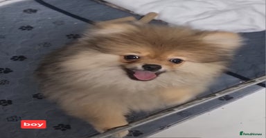 Pomeranian dogs - Advert 7