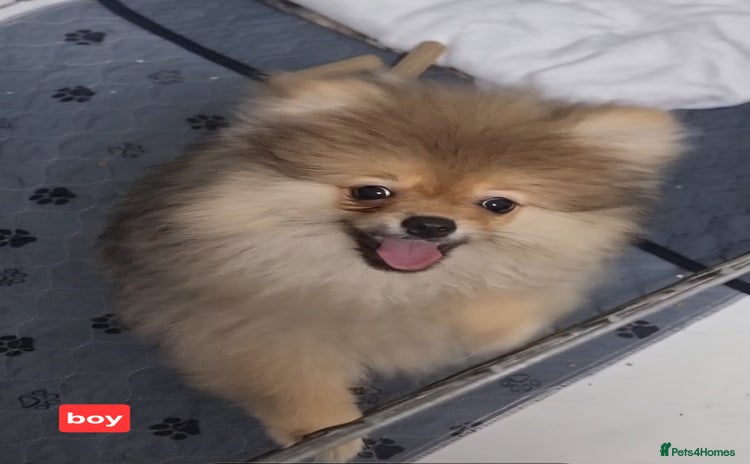 Pomeranian dogs - Advert 5