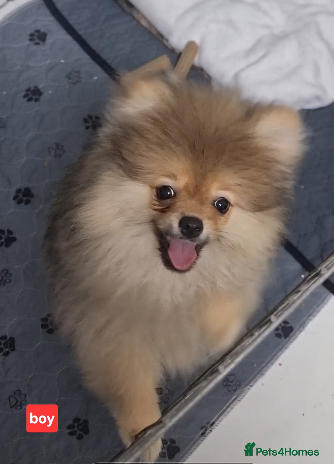 Pomeranian dogs for sale: Pomeranian  - Image 2