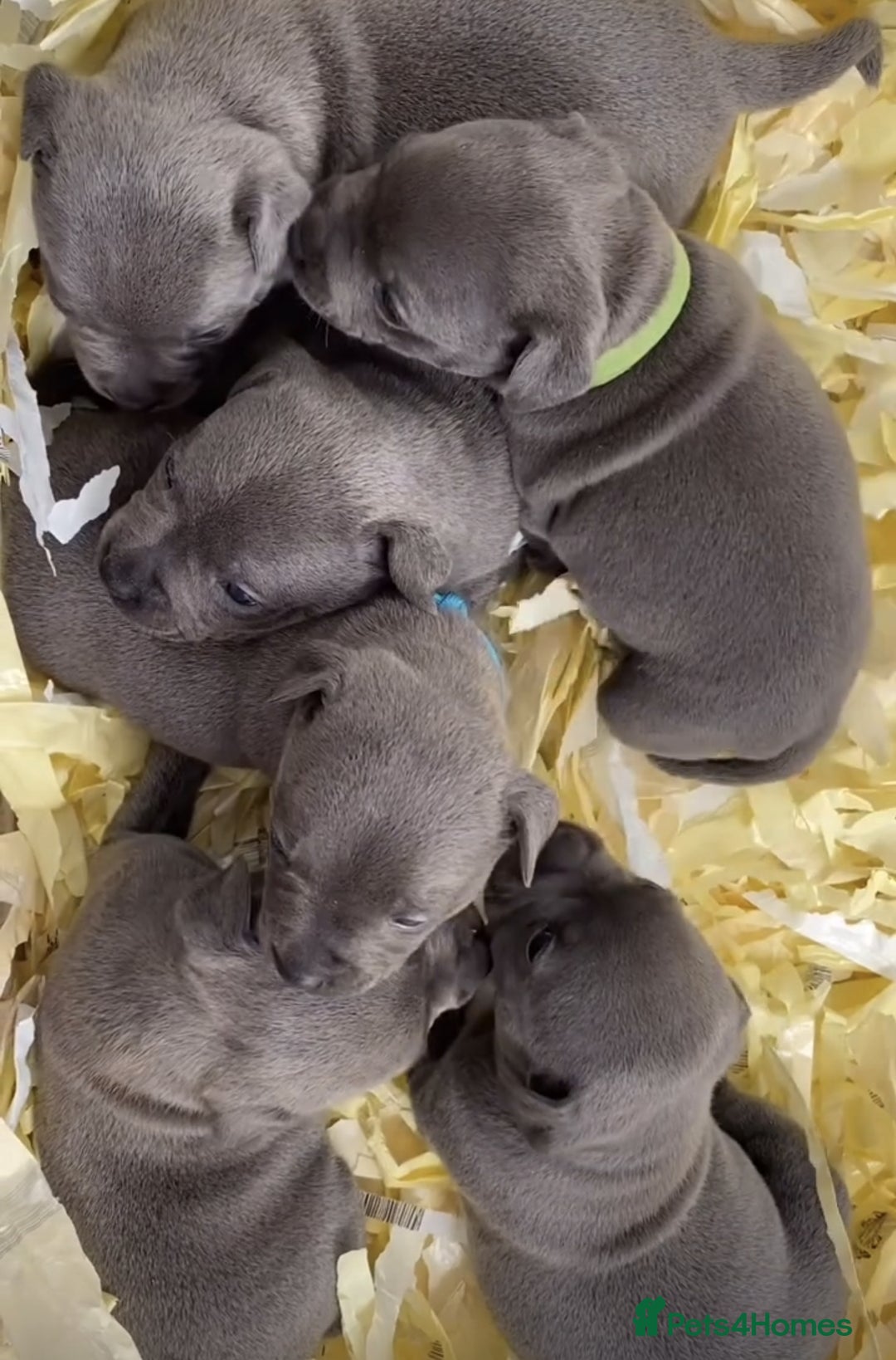 Staffordshire Bull Terrier dogs for sale: SIMPLY THE BEST :REZAVOIRE DOGS & BULLSCAFF LITTER - Image 6