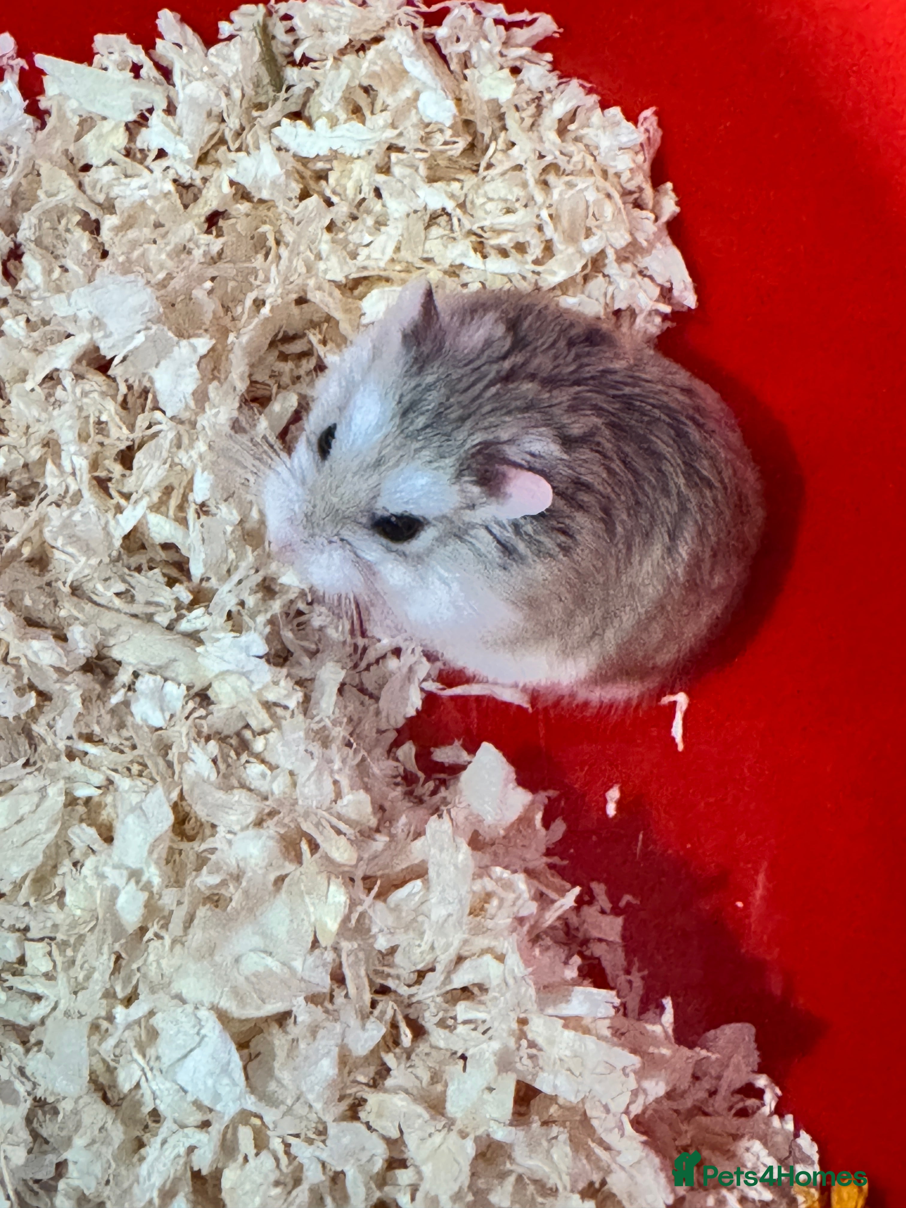 Hamster rodents Robo hamster for sale - Advert 1