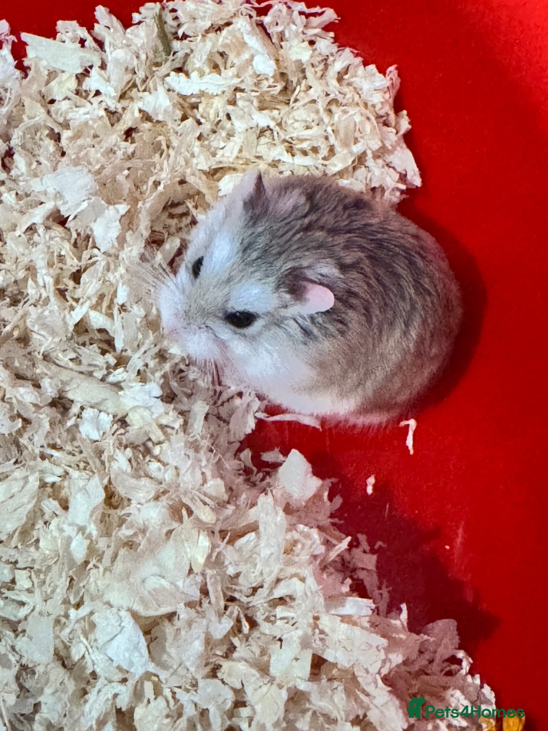 Hamster rodents for sale: Robo hamster for sale - Advert 1