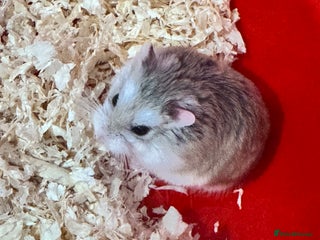 Hamster rodents Robo hamster for sale - Advert 1