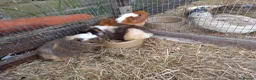 Guinea Pig rodents for sale: Baby  guinea pigs for sale  in Uckfield - Advert 4