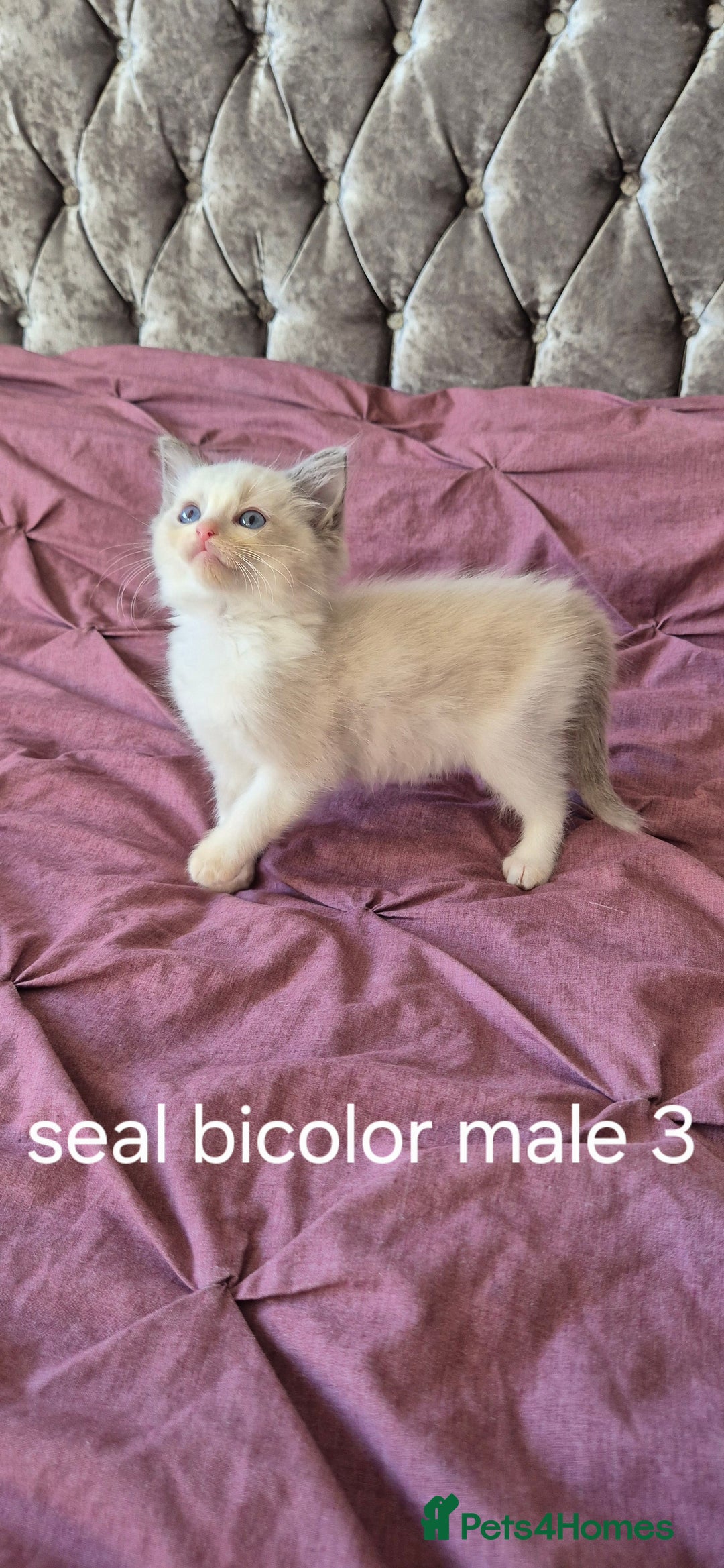 Ragdoll cats for sale: 3 Tica Registered Males For Sale - Image 7