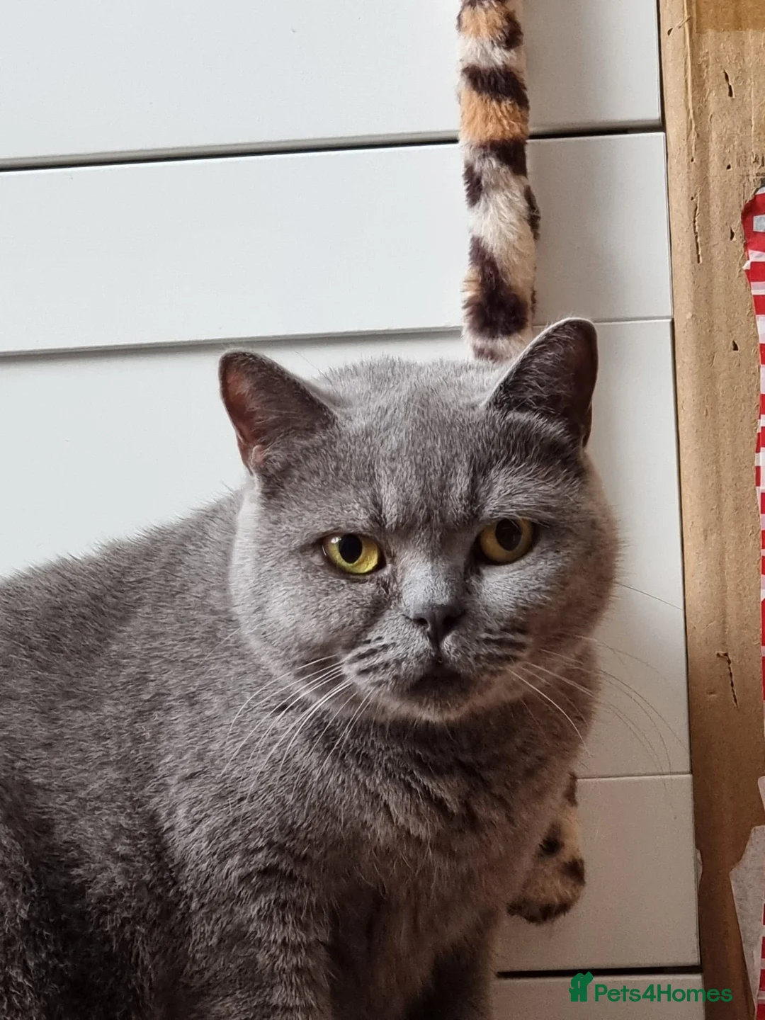 British Shorthair cats for sale: Lilac Blue Female British Shorthair GCCF Pedigree - Advert 10