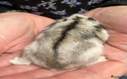 Hamster rodents for sale: Baby Winter White Russian hamsters from show stock - Image 2