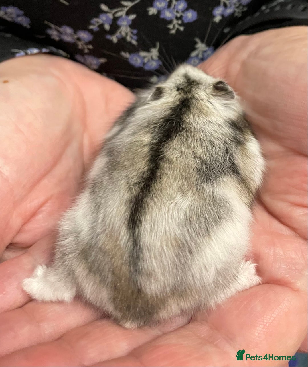 Hamster rodents for sale: Baby Winter White Russian hamsters from show stock - Image 2