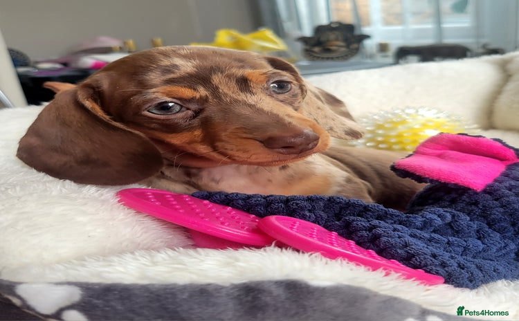 Dachshund dogs - Advert 11
