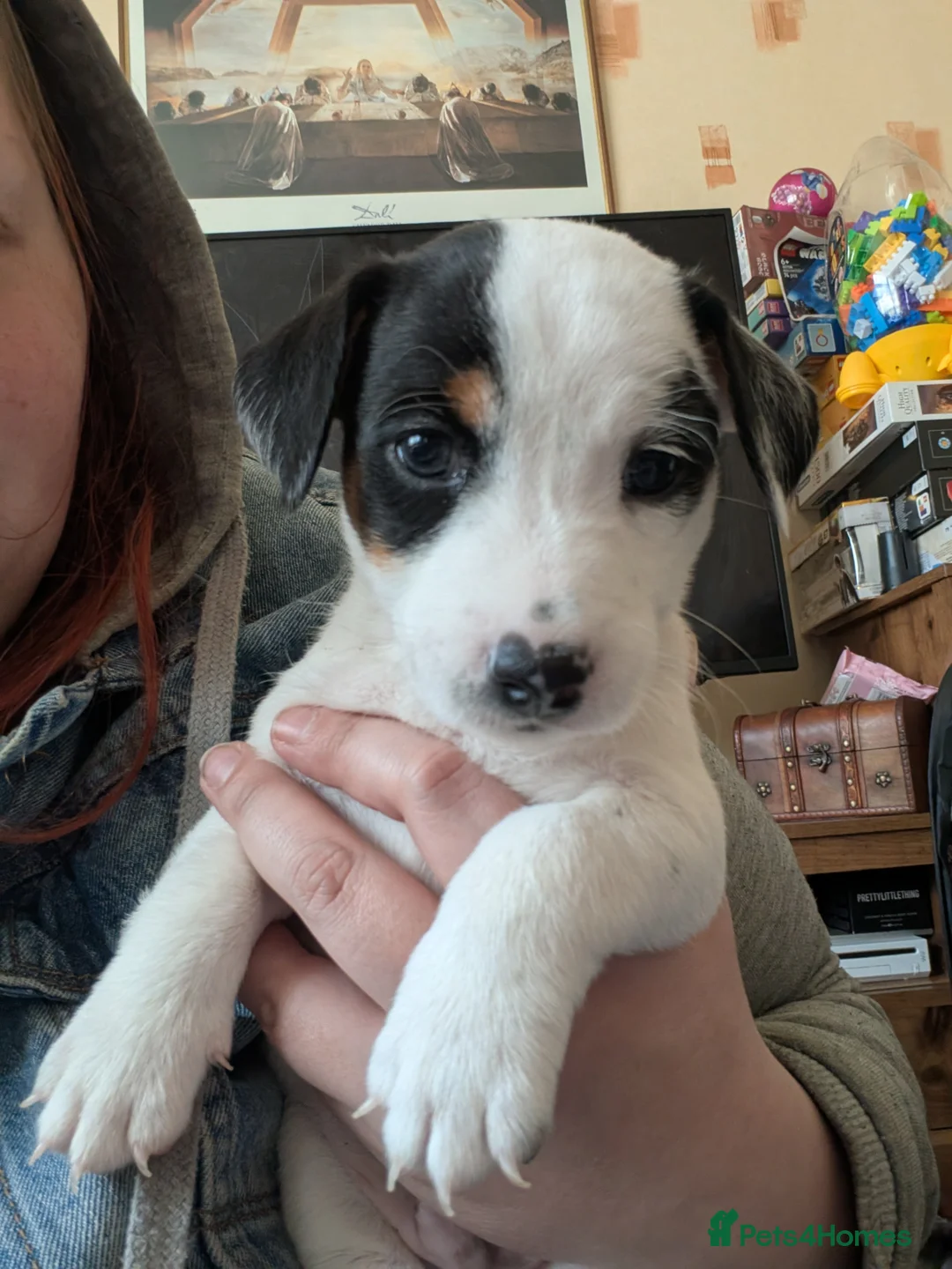 Jack Russell dogs for sale: Stunning jack Russell puppies - Advert 2