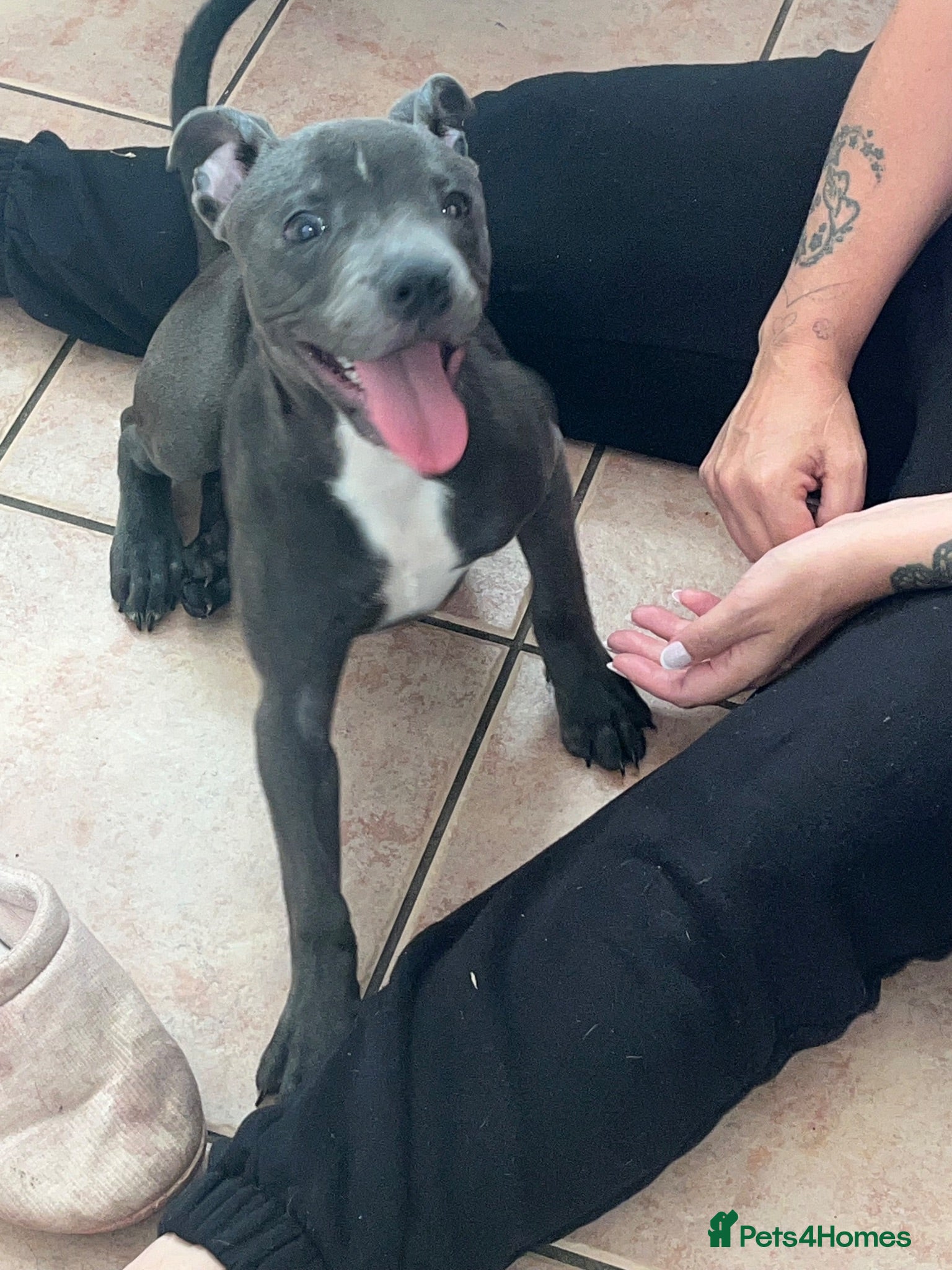 American Bull Staffy dogs 5m/o Grey/blue female American bulldog staff runt  - Advert 1