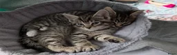Siberian cats for sale: Adorable Siberian Kittens  - Advert 14