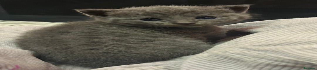 Russian Blue Kitten 2