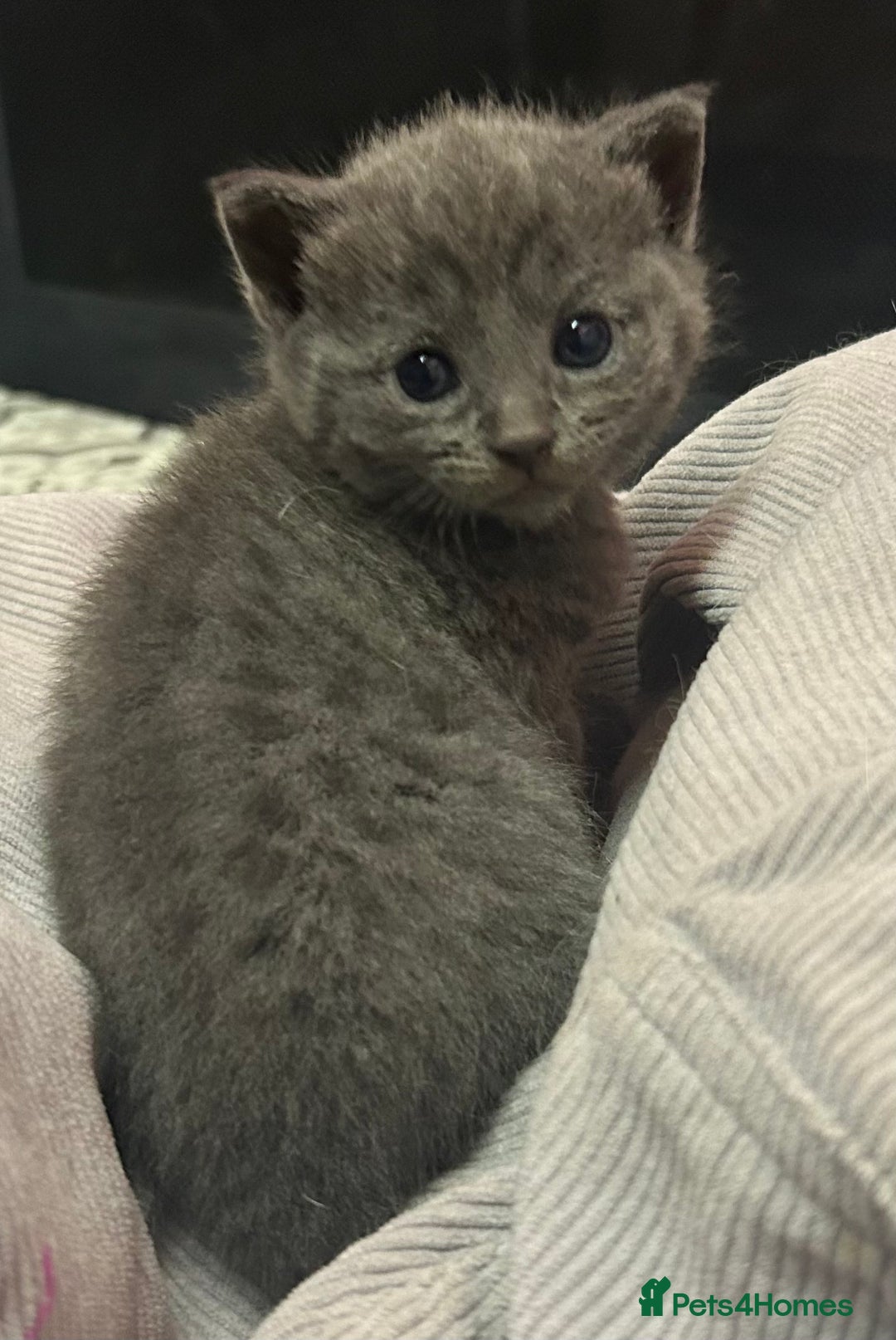 Russian Blue cats for sale: Two beautiful girl Russian blues 🫶 - Image 24