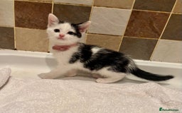 British Shorthair cats for sale: Beautiful kittens  - Image 4