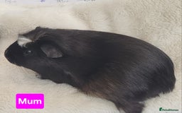 Guinea Pig rodents for sale: 5 Beautiful Baby Guinea pigs for sale  - Image 10