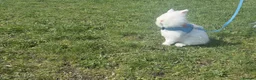 Lionhead rabbits for sale: Double Lionhead  - Advert 13
